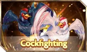 Cock fighing